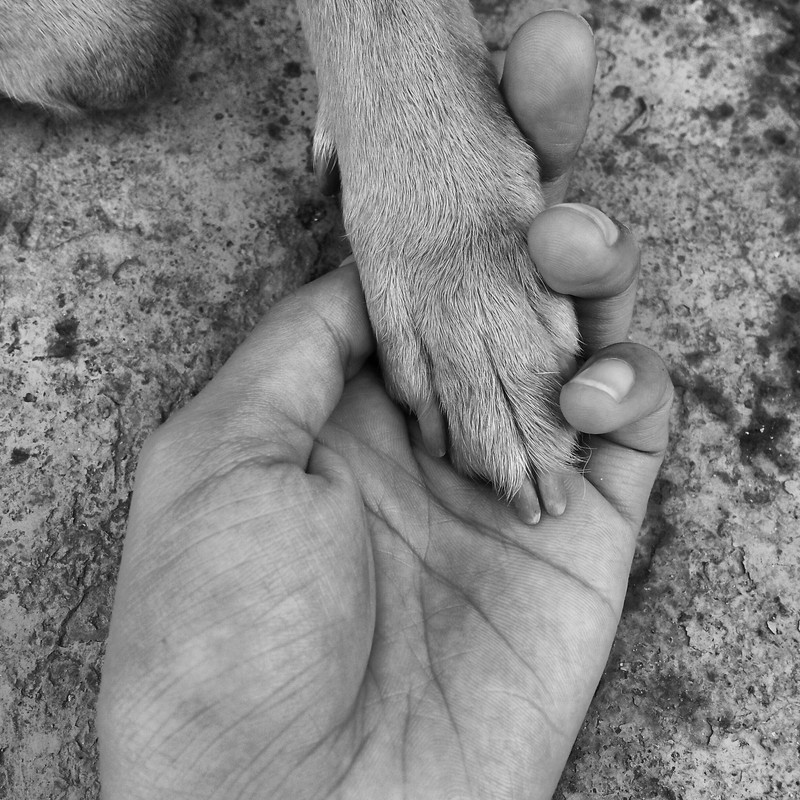 Centro Cremazioni Animali Salerno
