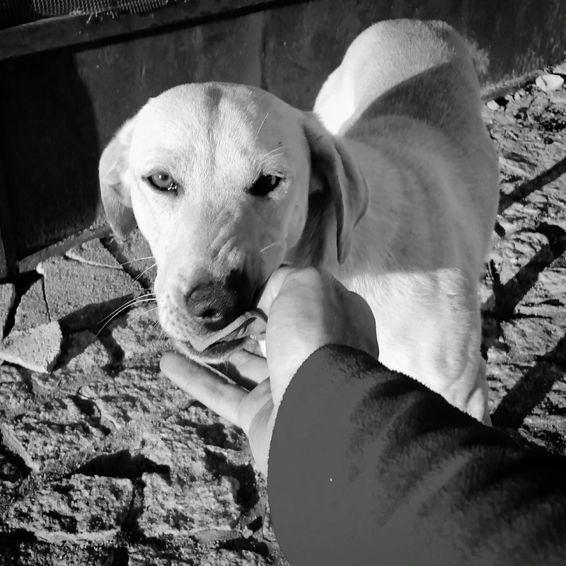 Centro Cremazioni Animali Salerno
