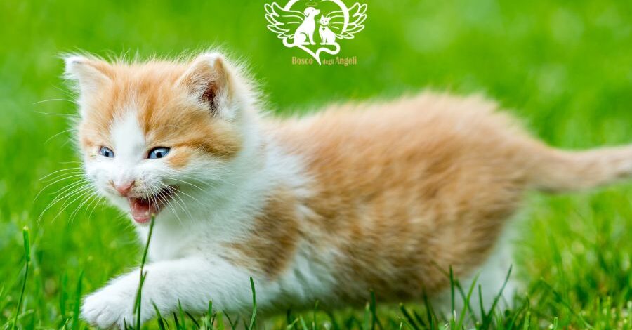 centro cremazione animali