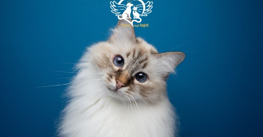 cremare un gatto