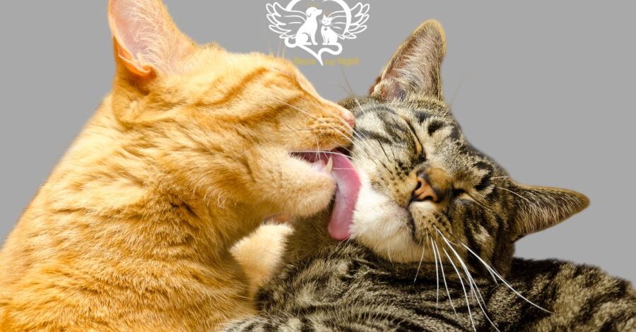 cremazione gatti