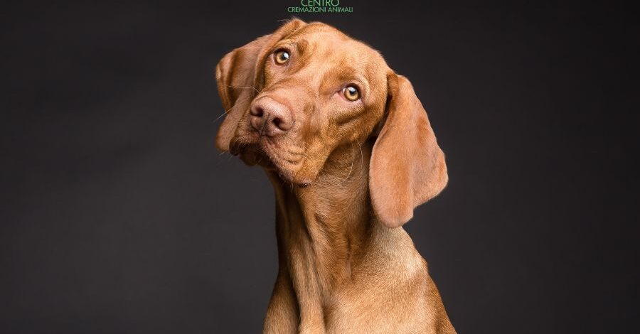 cremazione animali salerno (2)