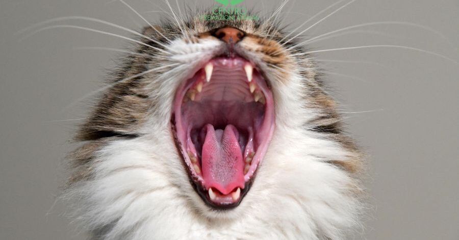 cremare un gatto